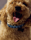 Collar mascota