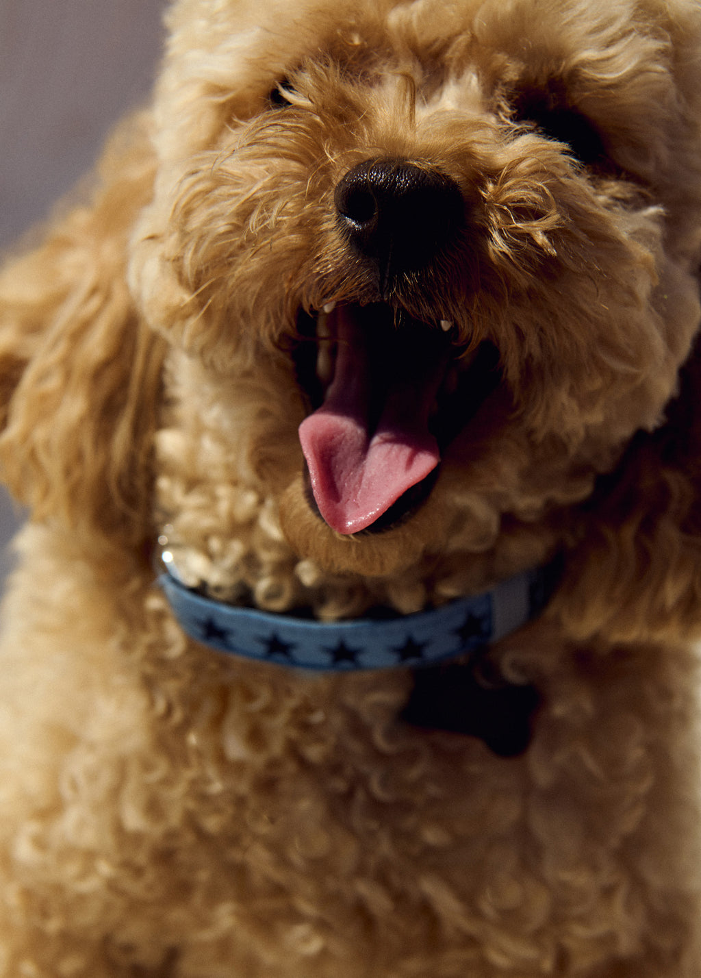 Collar mascota