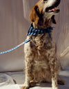 Correa mascota