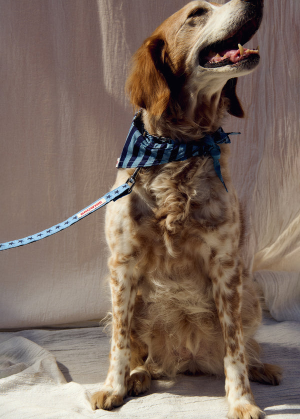 Correa azul para mascota con estampado de estrellas luciendo su diseño en un perro de pelo largo