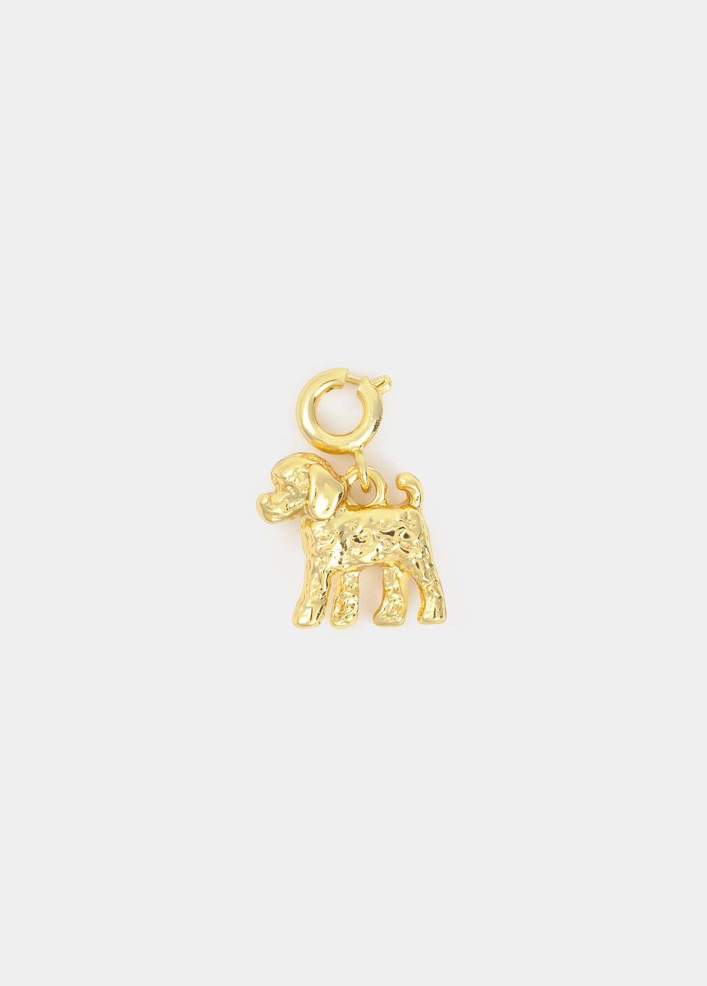 Charm petit chien